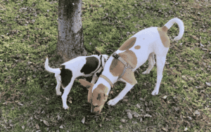 Read more about the article Why You Should Let Your Dog Sniff on Their Walk