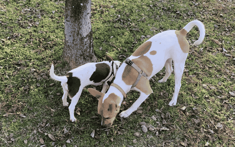 Why You Should Let Your Dog Sniff on Their Walk