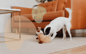 Read more about the article Dog Enrichment Ideas