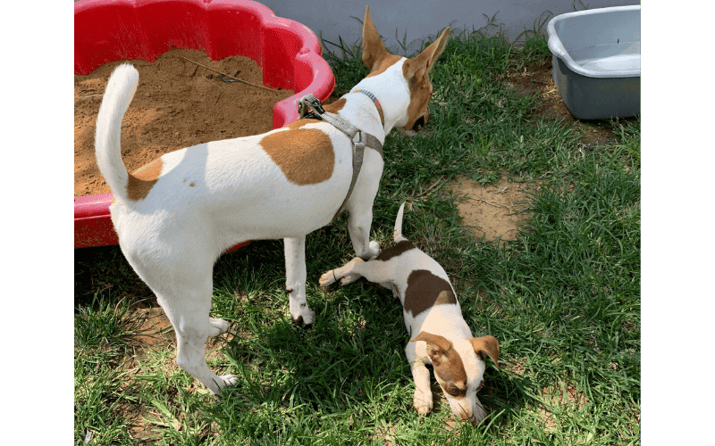 Luna and Taner assessment day before adoption