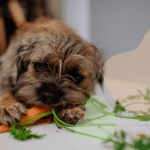 Can Dogs Eat Carrots?