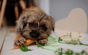Read more about the article Can Dogs Eat Carrots?