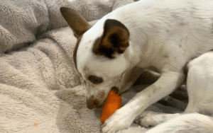 Read more about the article Can Dogs Eat Carrots?