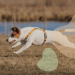 How Much Exercise Does Your Jack Russell Terrier Need?