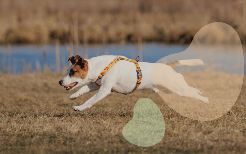 You are currently viewing How Much Exercise Does Your Jack Russell Terrier Need?
