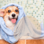 How Often Should You Bathe Your Dog?