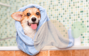 Read more about the article How Often Should You Bathe Your Dog?