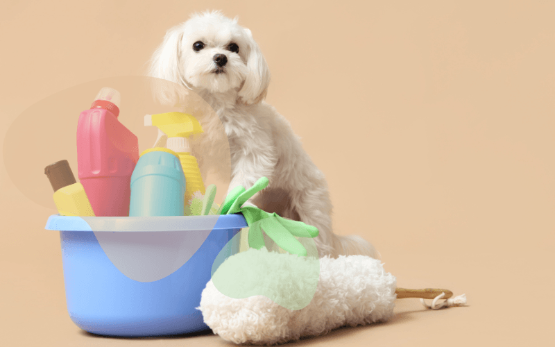 You are currently viewing How to Keep Spring Cleaning Safe for Your Dogs