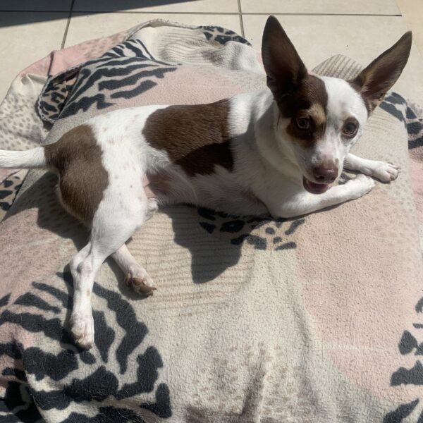 Taner the Taco Terrier
