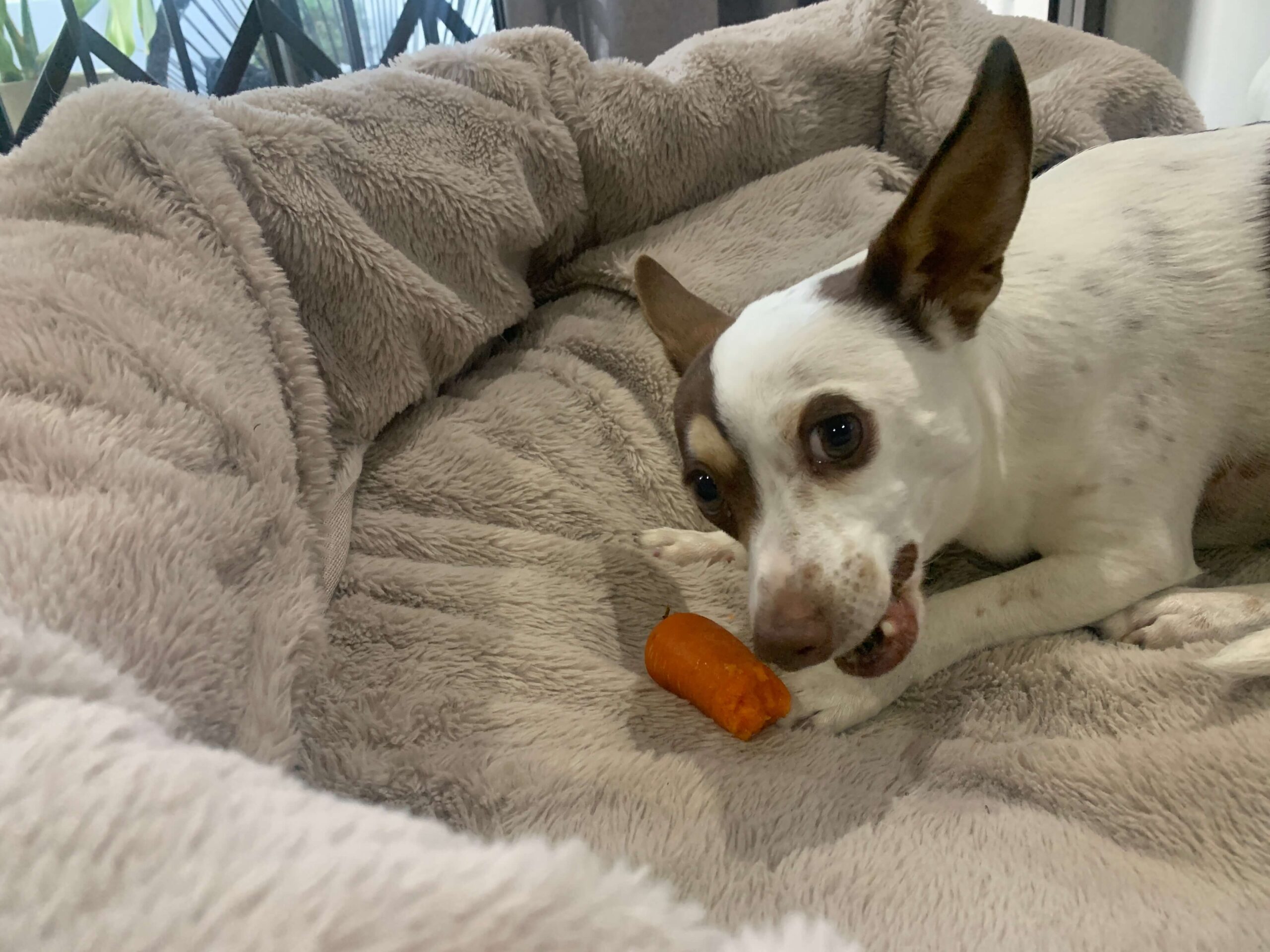 Taner enjoying his carrot