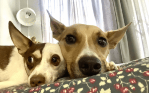 Read more about the article What Does It Mean When Dogs Are a Bonded Pair?