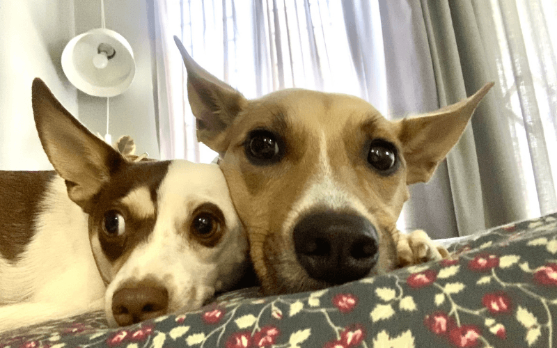 You are currently viewing What Does It Mean When Dogs Are a Bonded Pair?