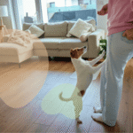 Stop your dog from jumping up – simple tricks that work