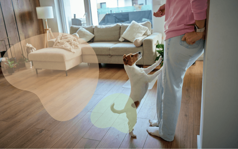 You are currently viewing Stop your dog from jumping up – simple tricks that work