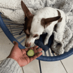 Can Dogs Eat Cucumber?