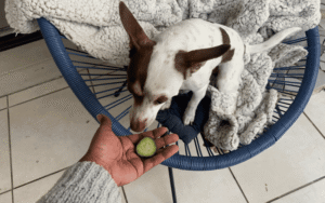 Read more about the article Can Dogs Eat Cucumber?
