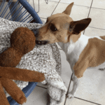 6 Best Indestructible Plush Dog Toys for Aggressive Chewers 2026