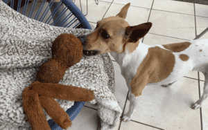 Read more about the article 6 Best Indestructible Plush Dog Toys for Aggressive Chewers 2026